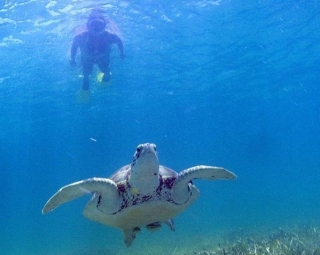 snorkel en akumal